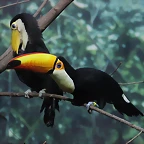 Zoo de Barcelona 14-09-11 430