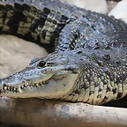 Zoo de Barcelona 14-09-11 160