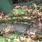 Zoo de Barcelona 14-09-11 590