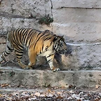 Zoo de Barcelona 14-09-11 676