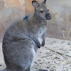 Zoo de Barcelona 14-09-11 561