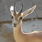 Zoo de Barcelona 14-09-11 569