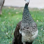Zoo de Barcelona 14-09-11 504