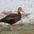 Zoo de Barcelona 14-09-11 616