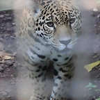 Zoo de Barcelona 14-09-11 607