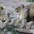 Zoo de Barcelona 14-09-11 715