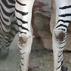Zoo de Barcelona 14-09-11 500