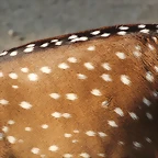 Zoo de Barcelona 26-09-11 141