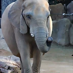 Zoo de Barcelona 26-09-11 163