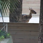 Zoo de Barcelona 26-09-11 429
