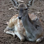 Zoo de Barcelona 26-09-11 216