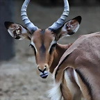 Zoo de Barcelona 26-09-11 337