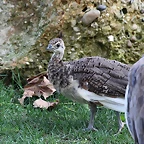 Zoo de Barcelona 26-09-11 091