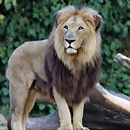 Zoo de Barcelona 26-09-11 455