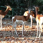Zoo de Barcelona 26-09-11 323