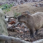 Zoo de Barcelona 26-09-11 468