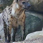 Zoo de Barcelona 26-09-11 356