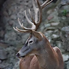 Zoo de Barcelona 26-09-11 236