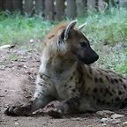 Zoo de Barcelona 26-09-11 514