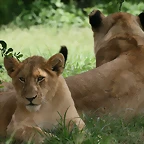 Lion Park & Johannesburg  Zoo 31-01-09 198