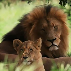 Lion Park & Johannesburg  Zoo 31-01-09 202