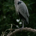 Zoo de Barcelona 15-02-11 670