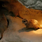 Zoo de Barcelona 15-02-11 132