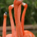 Zoo de Barcelona 15-02-11 083