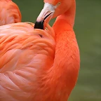 Zoo de Barcelona 15-02-11 072