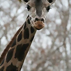 Zoo de Barcelona 15-02-11 091