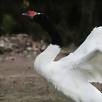Zoo de Barcelona 15-02-11 062
