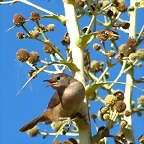 IMG_9906-1