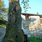 DSCN7007