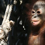 Zoo de Barcelona 09-02-11 017