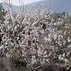 Joven almendro en flor (Torrealver)