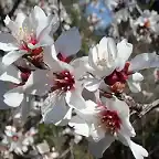 Flor del almendro (Torrealver)