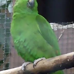 Amazona ochrocephala