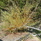 DSCN7555
