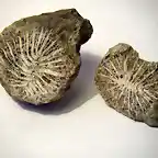 Coral EFA 0