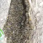 foto abejas tronco
