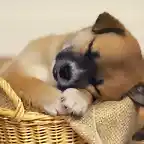 Perrito durmiendo