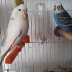 FB_IMG_1488666071325_zpsb8u7lokk