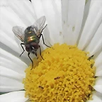 mosca macro