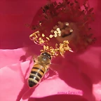 aveja macro