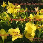 aprendan_de_las_flores