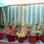 mi cactario a