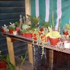 mi cactrio d