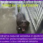 perrita 3 aos MAIRENA