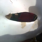 Foto0199