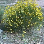 retama